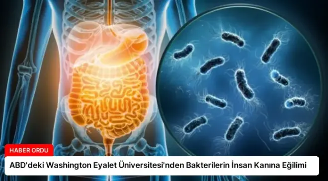 ABD’deki Washington Eyalet Üniversitesi’nden Bakterilerin İnsan Kanına Eğilimi