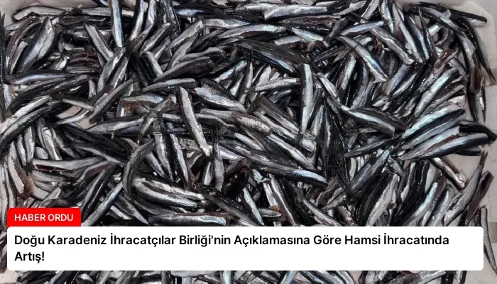 Doğu Karadeniz İhracatçılar Birliği’nin Açıklamasına Göre Hamsi İhracatında Artış!