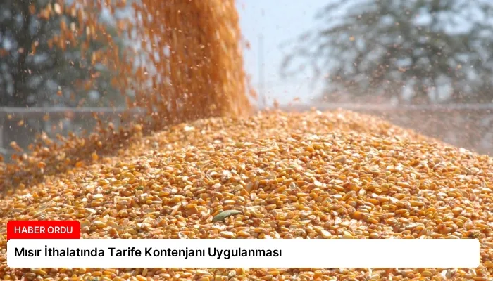 Mısır İthalatında Tarife Kontenjanı Uygulanması