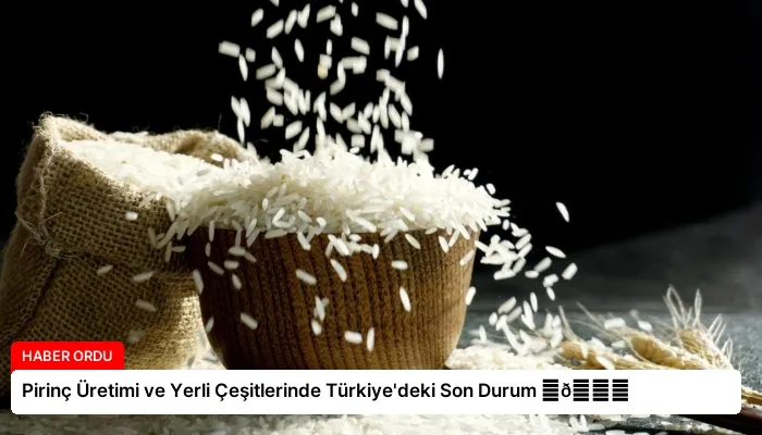 Pirinç Üretimi ve Yerli Çeşitlerinde Türkiye’deki Son Durum ⏬👇