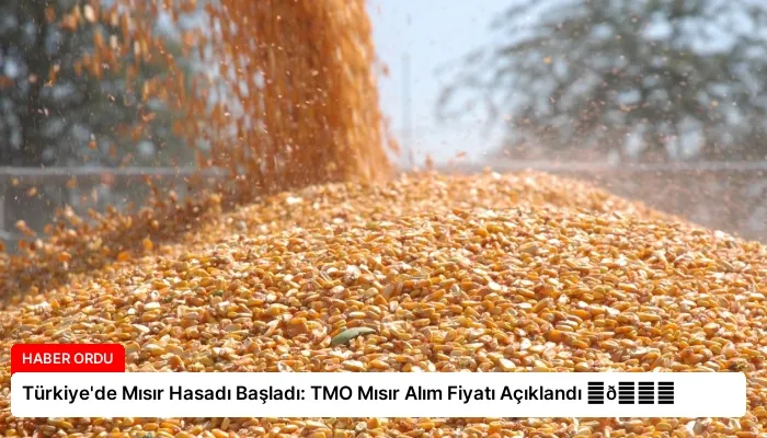 Türkiye’de Mısır Hasadı Başladı: TMO Mısır Alım Fiyatı Açıklandı ⏬👇