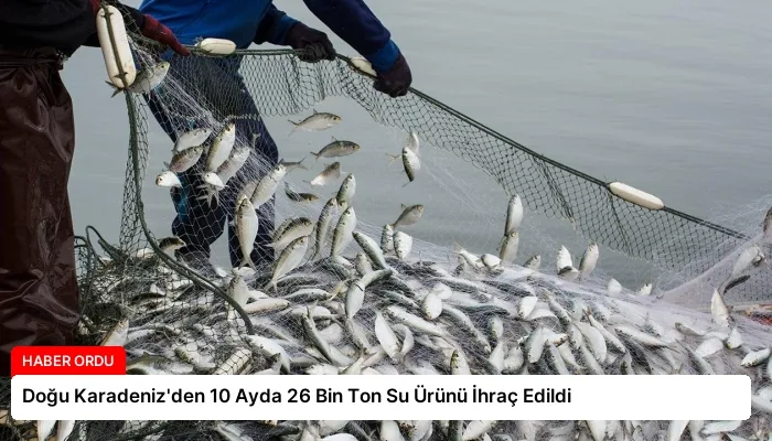 Doğu Karadeniz’den 10 Ayda 26 Bin Ton Su Ürünü İhraç Edildi