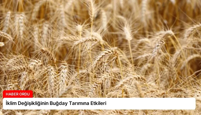 İklim Değişikliğinin Buğday Tarımına Etkileri