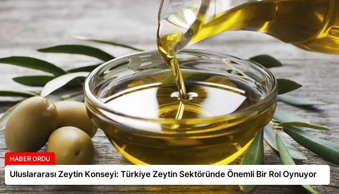Uluslararası Zeytin Konseyi: Türkiye Zeytin Sektöründe Önemli Bir Rol Oynuyor