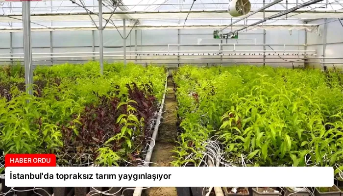 İstanbul’da topraksız tarım yaygınlaşıyor