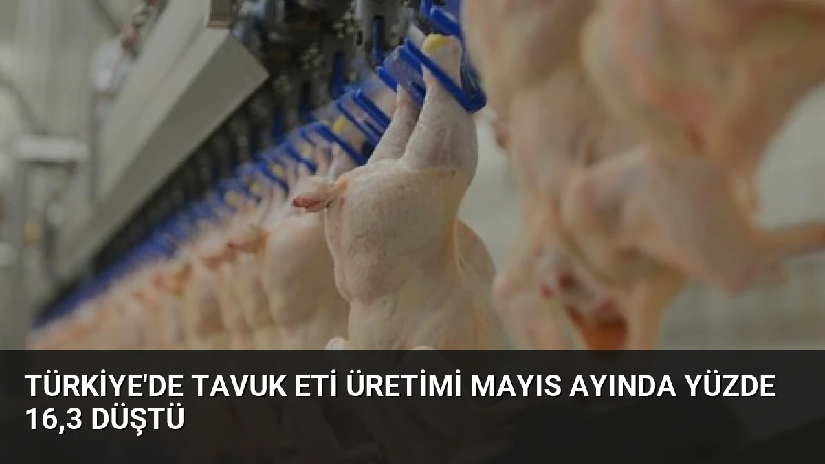 Türkiye’de Tavuk Eti Üretimi Mayıs Ayında Yüzde 16,3 Düştü